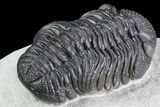 Detailed Morocops Trilobite - Visible Eye Facet #86761-4